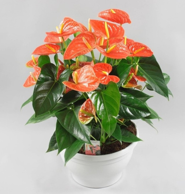 Антуриум сортовой