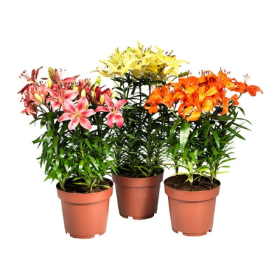 Лилия Азиатская микс