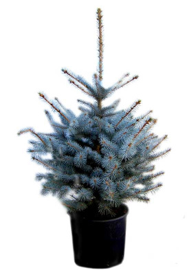 Ель колючая голубая Супер Блу