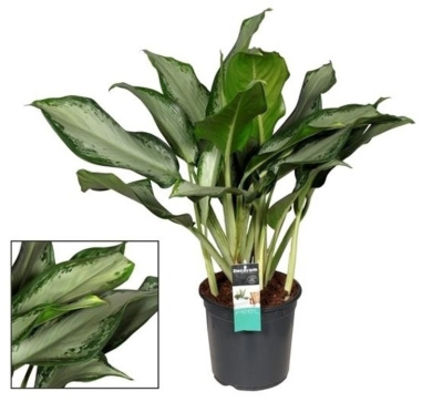 Аглаонема Клеопатра