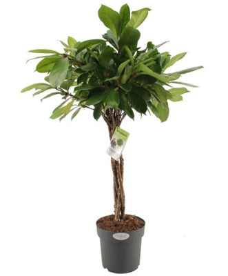 Фикус циатистипула переплетенный