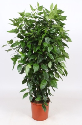 Гибискус без цветов