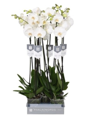 Фаленопсис белый