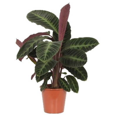 Калатея Варшевича