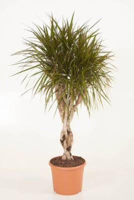 Драцена Маргината переплетенная