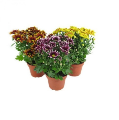 Хризантема-1