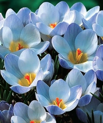 КРОКУС BLUE PEARL 15шт