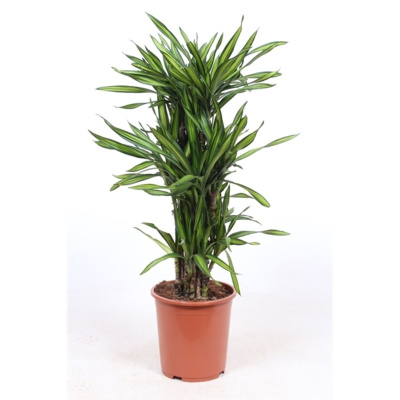 Драцена фрагранс Рики разветвленная