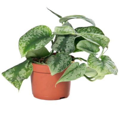 Сциндапсус Пиктус микс