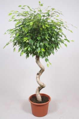 Фикус Бенджамина Экзотика спираль