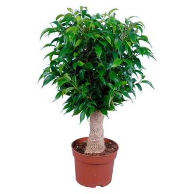 Фикус Бенджамина джут