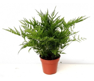 Птерис straminea