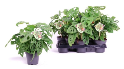 Монстера Манки Мэск (Филодендрон)