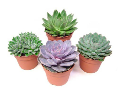 Эхеверия Микс