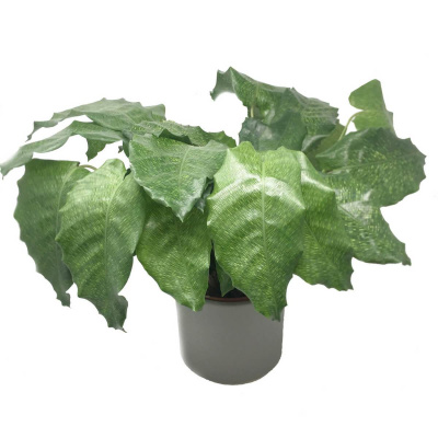 Калатея Мозаичная Нетворк