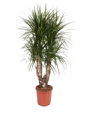 Драцена Маргината разветвленная