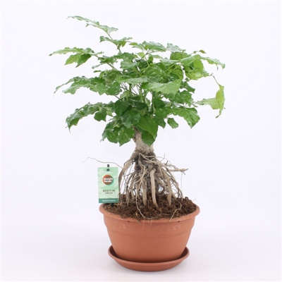 Радермахера китайская Бонсай