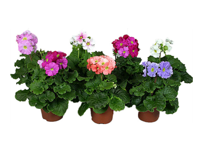 Примула Обконика