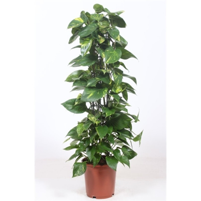 Эпипремнум Ауреум на решетке