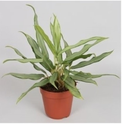 Аглаонема Уайт Ленс