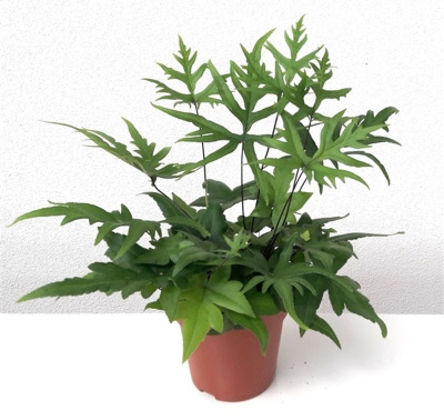 Дориоптерис Стоповидный