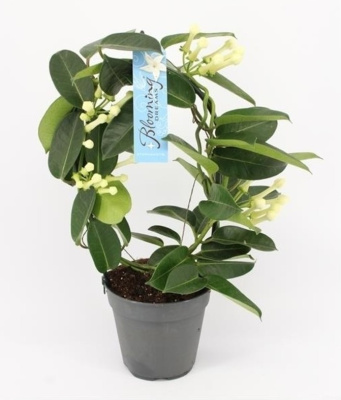 Стефанотис Флорибунда