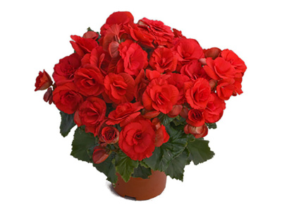 Бегония Элатиор Баладин