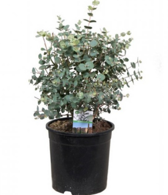 Эвкалипт Ганна (Гунни)