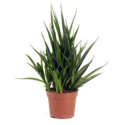 Сансевиерия kirkii Friends