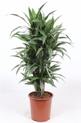 Драцена фрагранс Варнески разветвленная