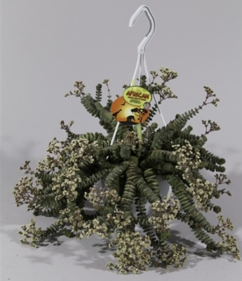 Крассула Хоттентот