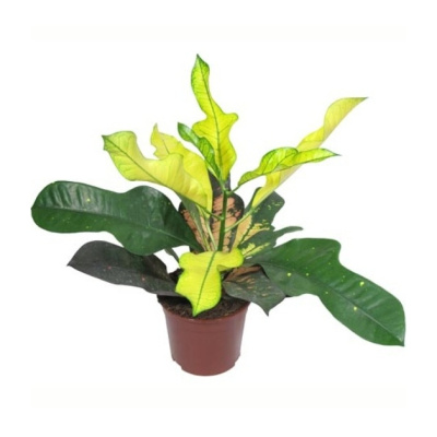 Кротон (Кодиеум) Вилма