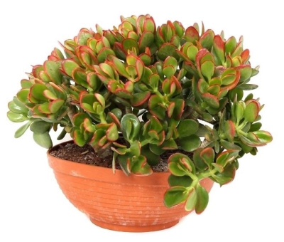 Крассула Сансет