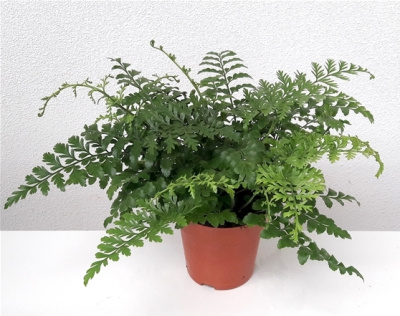 Асплениум Парвати