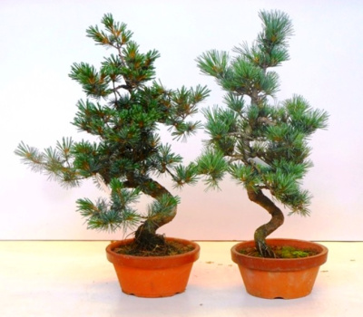 Сосна бонсай