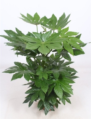 Фатсия японская