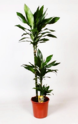 Драцена фрагранс Джанет Линд (3 ствола)