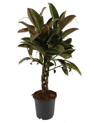 Фикус Эластика Мелани переплетенный