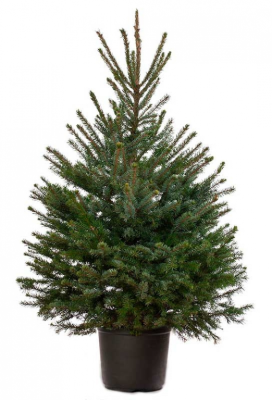 Ель сербская Оморика