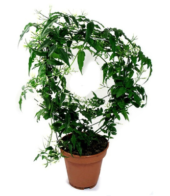 Жасмин Полиантум