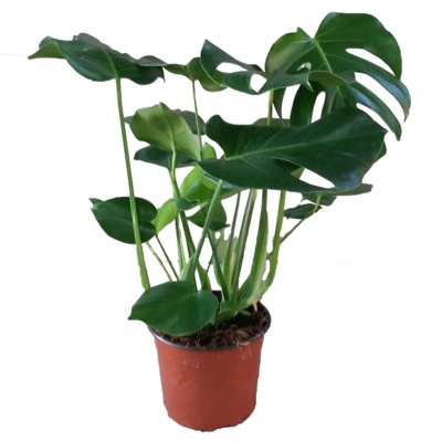 Монстера (Филодендрон)