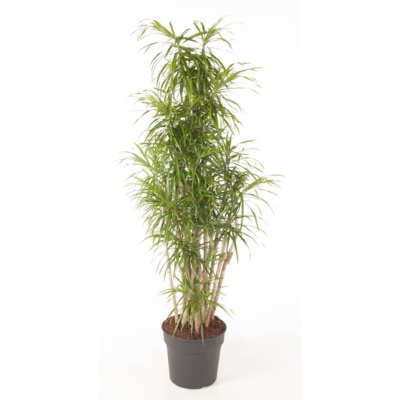 Драцена рефлекса Анита бранч