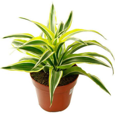 Драцена Сюрприз