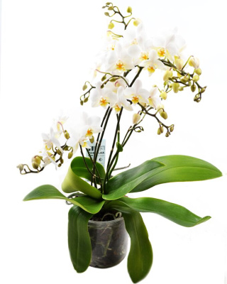 Фаленопсис Дикий