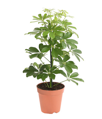 Шеффлера Нора