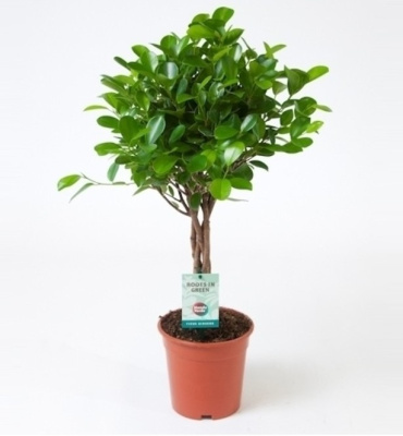 Фикус Моклэйм (Мокламе) переплетенный