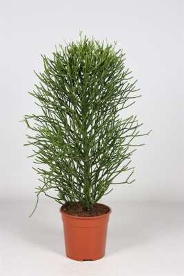 Молочай тирукалли (Эуфорбия)