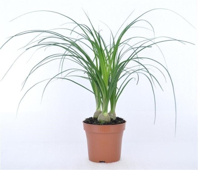 Нолина 3 луковицы (Бокарнея)