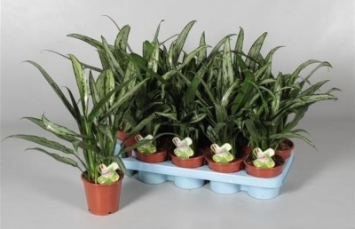 Аглаонема Кутласс