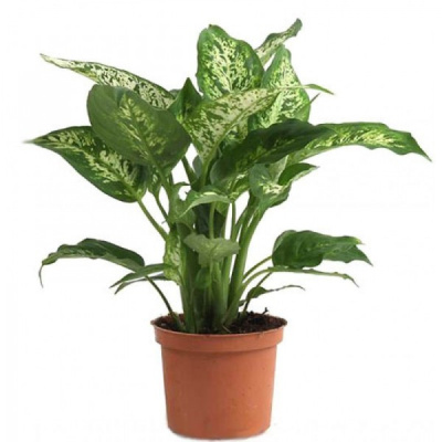 Диффенбахия Компакта